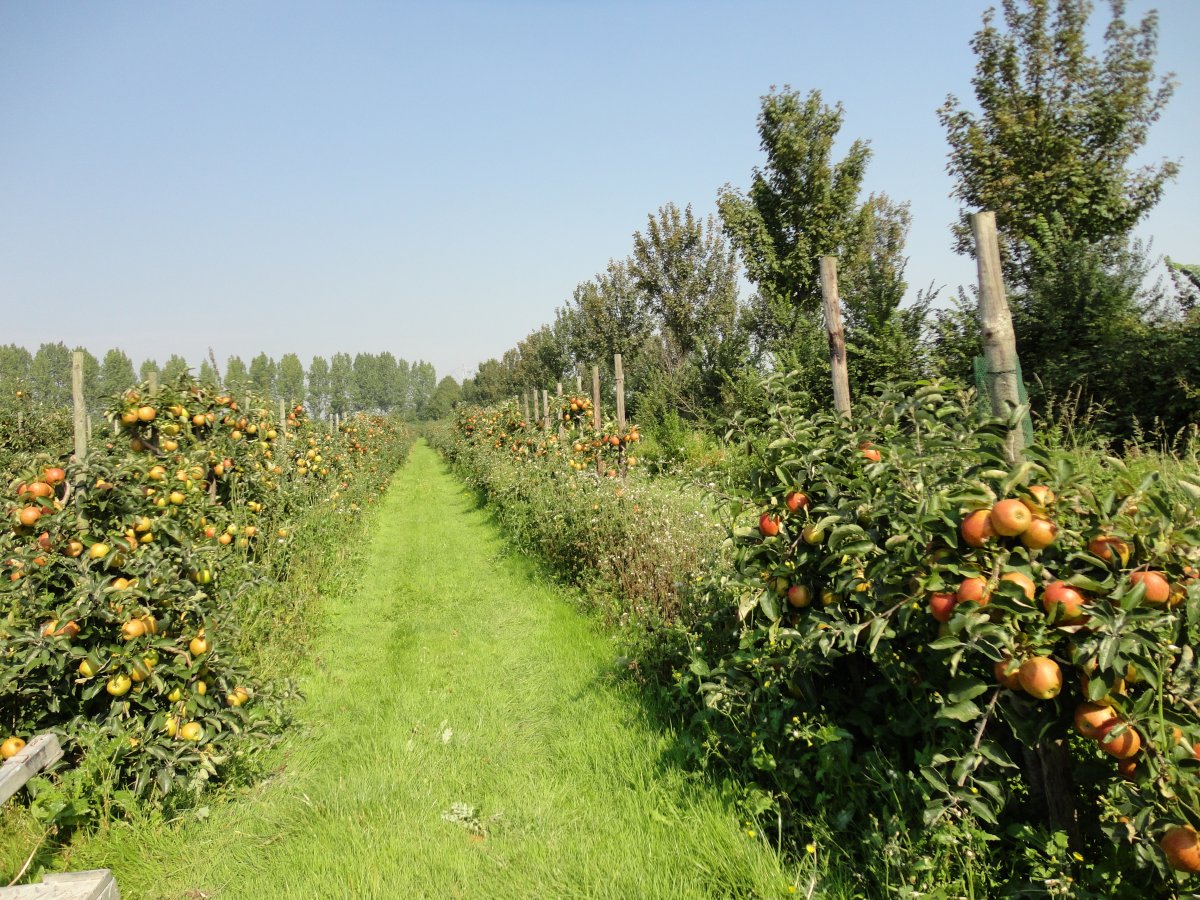 Obstgarten